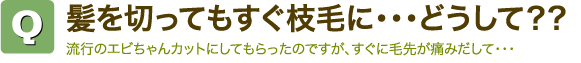 Q髪を切ってもすぐ枝毛に・・・どうして?? 流行のエビちゃんカットにしてもらったのですが、すぐに毛先が痛みだして・・・