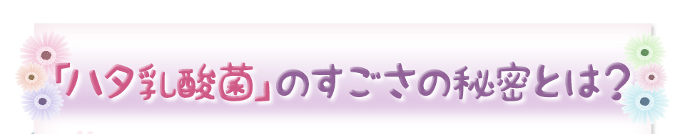 「ハタ乳酸菌」のすごさの秘密とは？