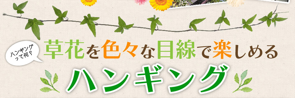 草花をいろいろな目線で楽しめるハンギング