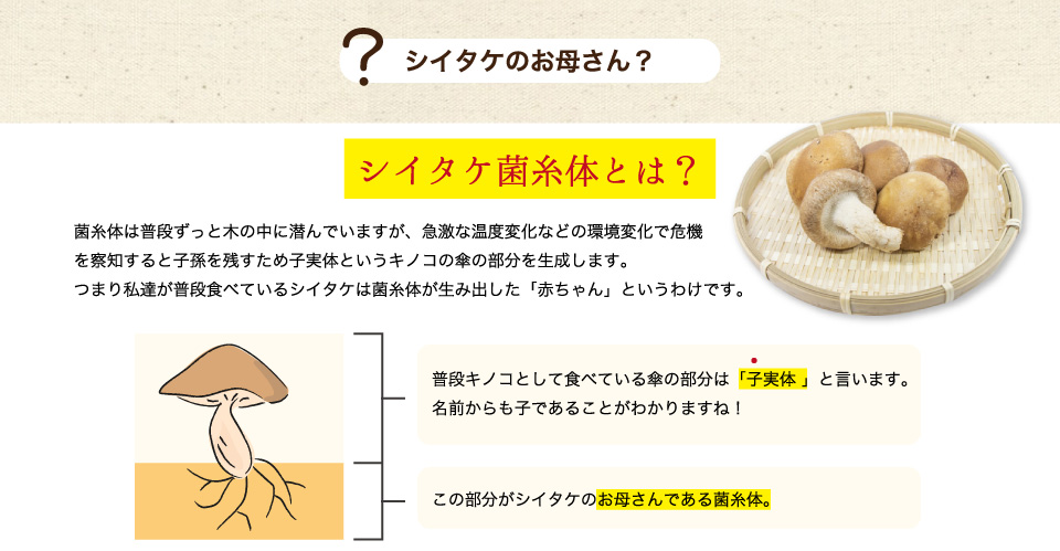 菌糸体は普段ずっと木の中に潜んでいますが、急激な温度変化などの環境変化で危機を察知すると子孫を残すため子実体というキノコの傘の部分を生成します。つまり私達が普段食べているシイタケは菌糸体が生み出した「赤ちゃん」というわけです。